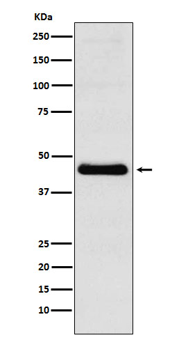 1 - Anti-CXCR5 Rabbit Monoclonal Antibody ABO15482