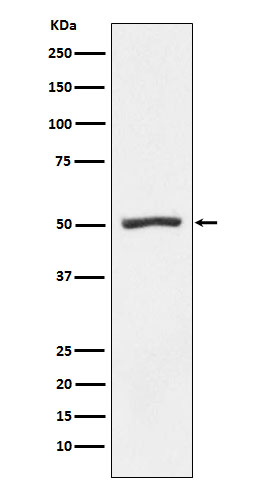 1 - Anti-PSMD4 Rabbit Monoclonal Antibody ABO15485