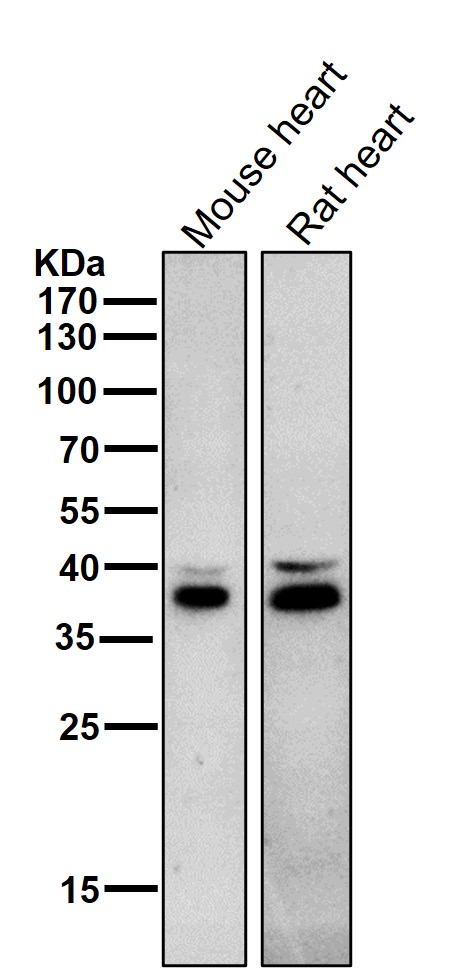 1 - Anti-Fbx32 Rabbit Monoclonal Antibody ABO15488