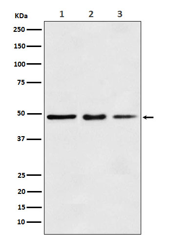 1 - Anti-eEF1A1 Rabbit Monoclonal Antibody ABO15493