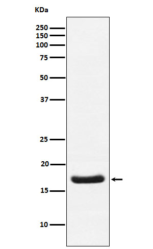 1 - Anti-Cardiac Troponin C Rabbit Monoclonal Antibody ABO15495