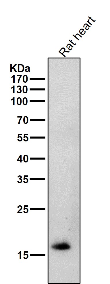 1 - Anti-Cardiac Troponin C Rabbit Monoclonal Antibody ABO15495