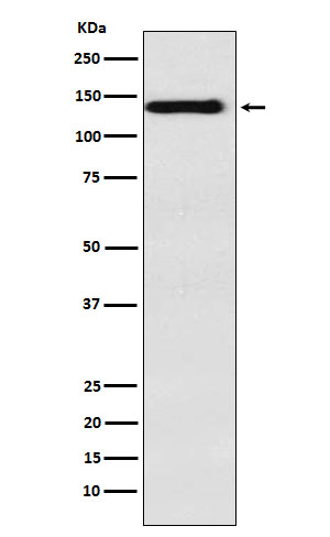 1 - Anti-Integrin alpha 9 Rabbit Monoclonal Antibody ABO15496
