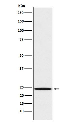 1 - Anti-Mad2L1 Rabbit Monoclonal Antibody ABO15498