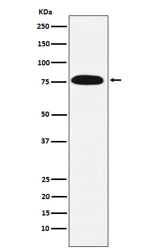 1 - Anti-KHSRP Rabbit Monoclonal Antibody ABO15499