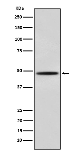 1 - Anti-MyoD Rabbit Monoclonal Antibody ABO15505