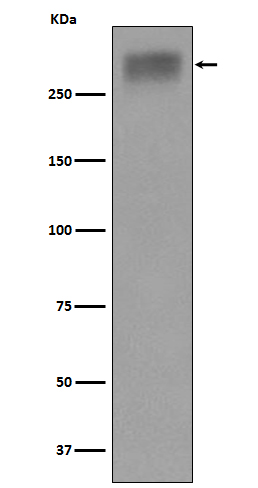 1 - Anti-Thyroglobulin Rabbit Monoclonal Antibody ABO15506