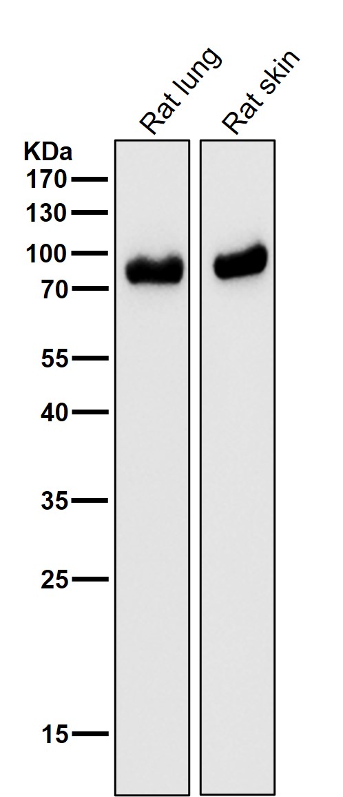 1 - Anti-CD105 Rabbit Monoclonal Antibody ABO15508