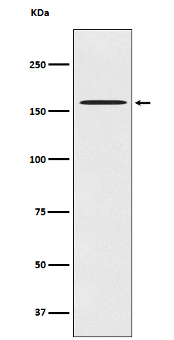 1 - Anti-CLASP1 Rabbit Monoclonal Antibody ABO15514