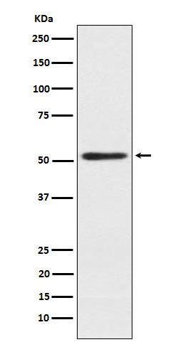 1 - Anti-SRP54 Rabbit Monoclonal Antibody ABO15515