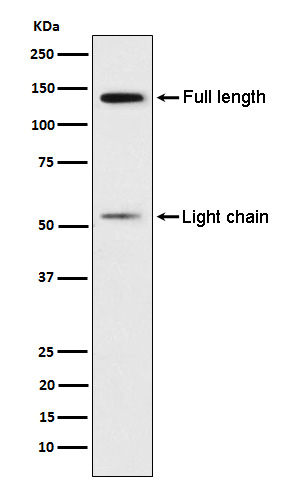 1 - Anti-Kininogen 1 Rabbit Monoclonal Antibody ABO15516