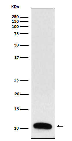1 - Anti-Trefoil Factor 3 Rabbit Monoclonal Antibody ABO15519