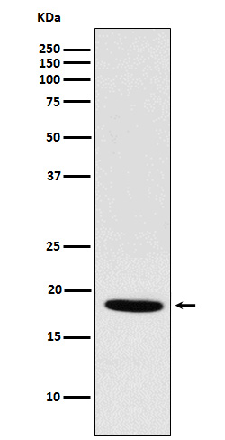 1 - Anti-NDUFS4 Rabbit Monoclonal Antibody ABO15520