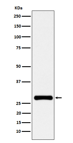 1 - Anti-RFA2 Rabbit Monoclonal Antibody ABO15523