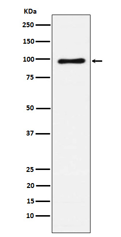 1 - Anti-Vav1/2/3 Rabbit Monoclonal Antibody ABO15526