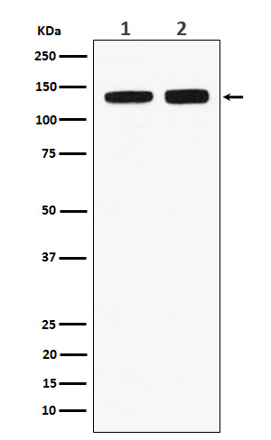 1 - Anti-RNF40 Rabbit Monoclonal Antibody ABO15528