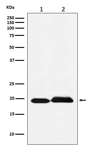 1 - Anti-SRSF3 Rabbit Monoclonal Antibody ABO15529