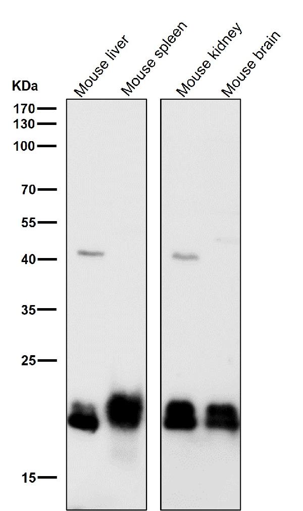 1 - Anti-SRSF3 Rabbit Monoclonal Antibody ABO15529