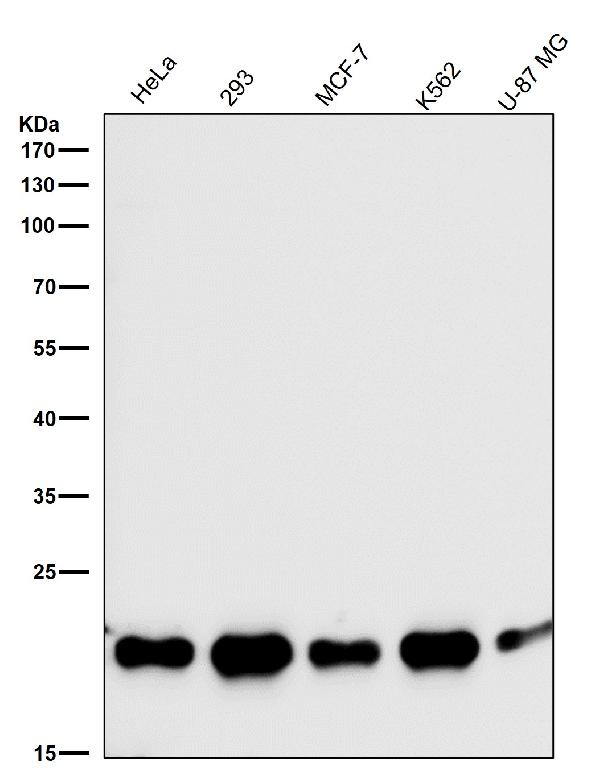 1 - Anti-SRSF3 Rabbit Monoclonal Antibody ABO15529