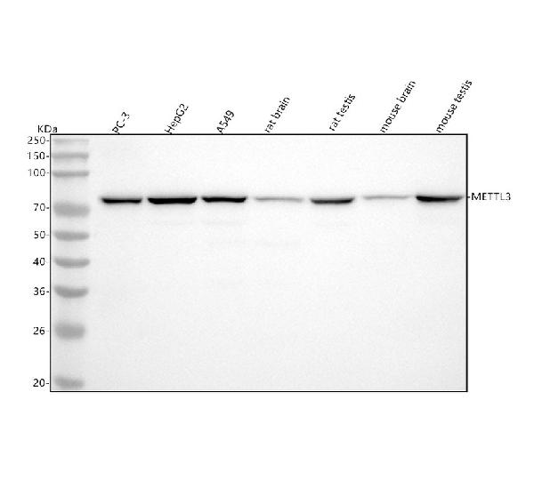1 - Anti-METTL3 Rabbit Monoclonal Antibody ABO15530