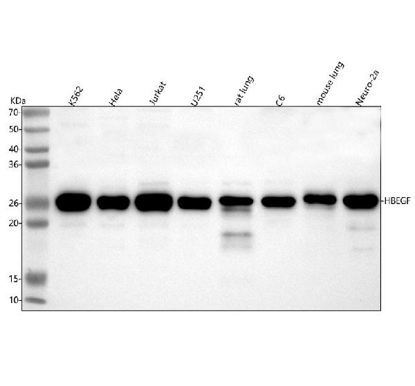 1 - Anti-HB EGF Rabbit Monoclonal Antibody ABO15532
