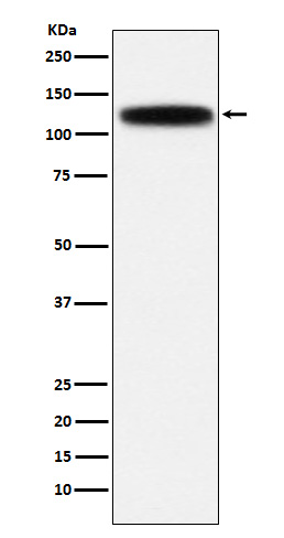 1 - Anti-GOLPH4 Rabbit Monoclonal Antibody ABO15533