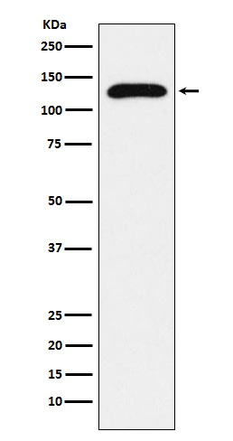 1 - Anti-TRPC1 Rabbit Monoclonal Antibody ABO15535