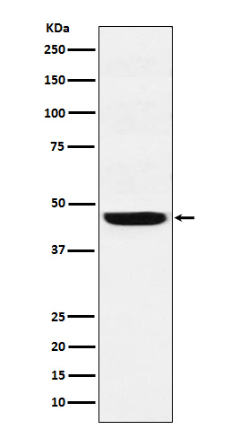 1 - Anti-SEC61A Rabbit Monoclonal Antibody ABO15536