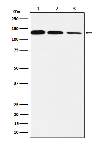 1 - Anti-POLD1 Rabbit Monoclonal Antibody ABO15538