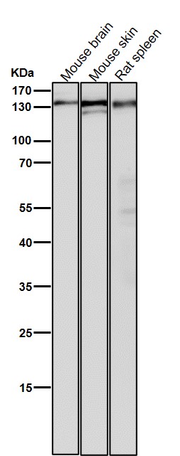 1 - Anti-POLD1 Rabbit Monoclonal Antibody ABO15538