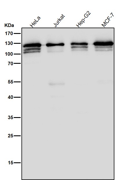 1 - Anti-POLD1 Rabbit Monoclonal Antibody ABO15538