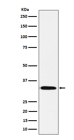 1 - Anti-Syntaxin Rabbit Monoclonal Antibody ABO15539