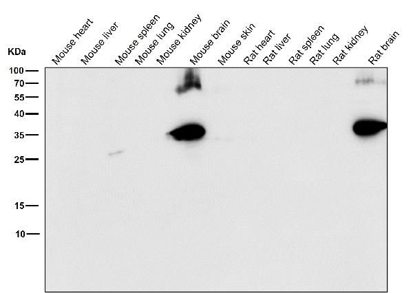 1 - Anti-Syntaxin Rabbit Monoclonal Antibody ABO15539