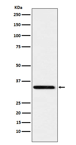 1 - Anti-Syntaxin 4 Rabbit Monoclonal Antibody ABO15540