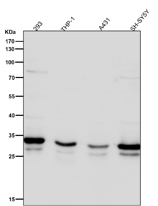1 - Anti-Syntaxin 4 Rabbit Monoclonal Antibody ABO15540