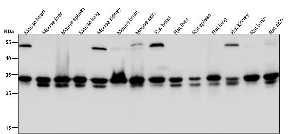 1 - Anti-Syntaxin 4 Rabbit Monoclonal Antibody ABO15540