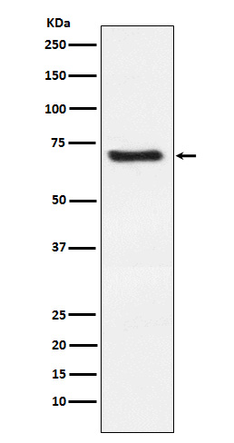 1 - Anti-Dkk3 Rabbit Monoclonal Antibody ABO15541