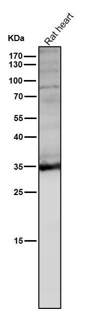 1 - Anti-LDHA Rabbit Monoclonal Antibody ABO15542