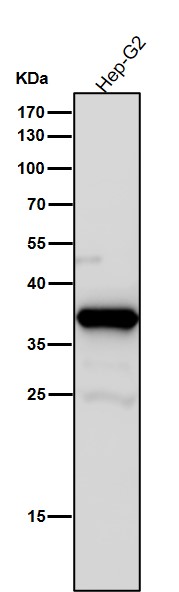 1 - Anti-AKR1C3 Rabbit Monoclonal Antibody ABO15544