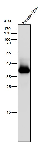 1 - Anti-AKR1C3 Rabbit Monoclonal Antibody ABO15544