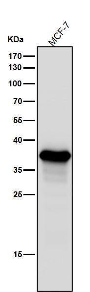 1 - Anti-AKR1C3 Rabbit Monoclonal Antibody ABO15544