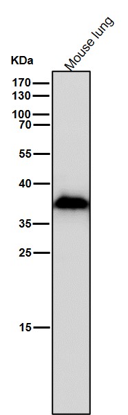 1 - Anti-AKR1C3 Rabbit Monoclonal Antibody ABO15544