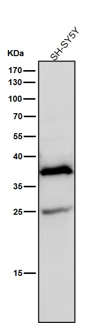 1 - Anti-AKR1C3 Rabbit Monoclonal Antibody ABO15544