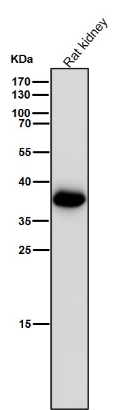 1 - Anti-AKR1C3 Rabbit Monoclonal Antibody ABO15544