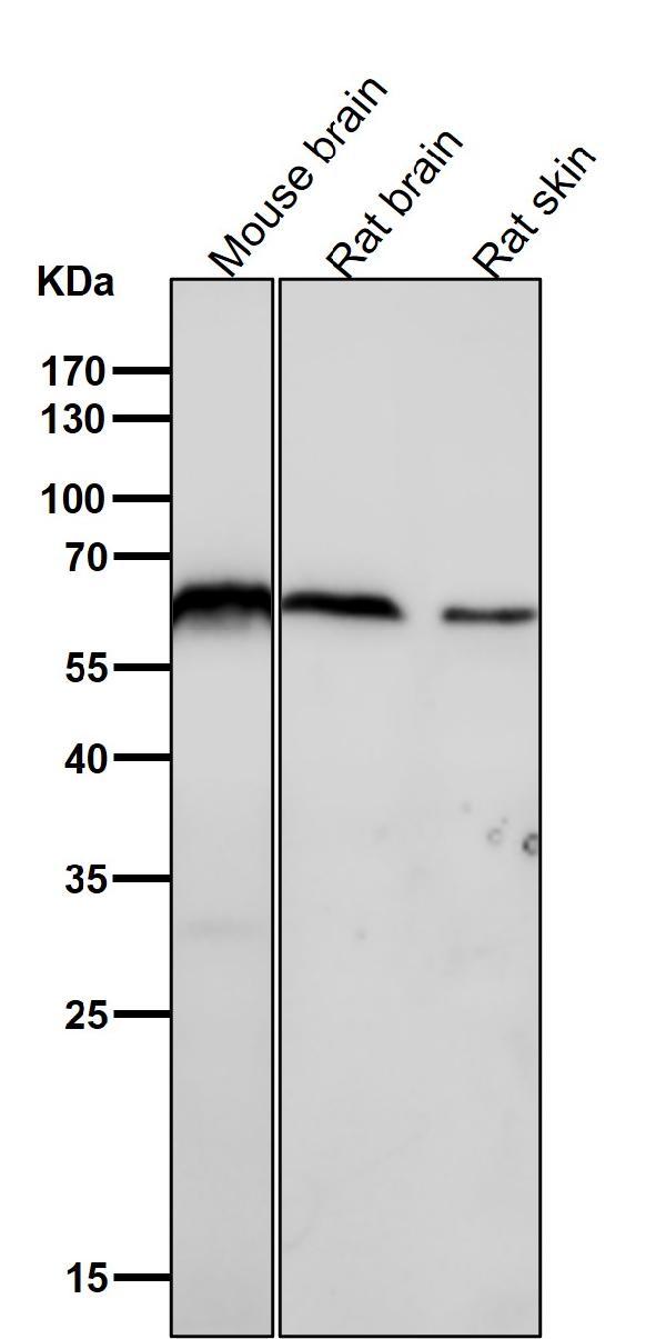 1 - Anti-U2AF65 Rabbit Monoclonal Antibody ABO15545