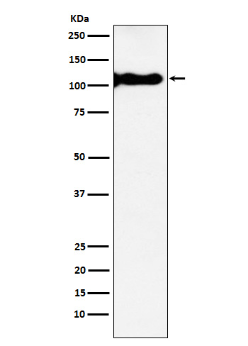 1 - Anti-KA1 Rabbit Monoclonal Antibody ABO15546
