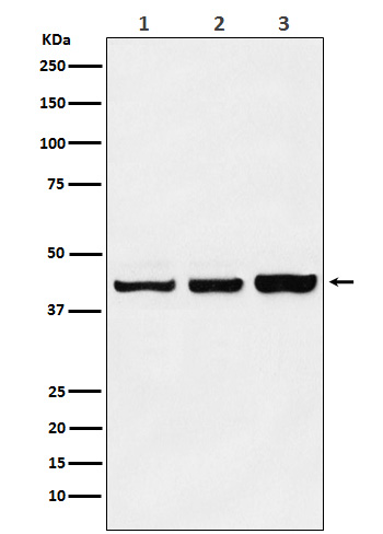 1 - Anti-PRMT6 Rabbit Monoclonal Antibody ABO15547