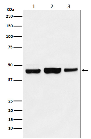 1 - Anti-KAT1 / HAT1 Rabbit Monoclonal Antibody ABO15548