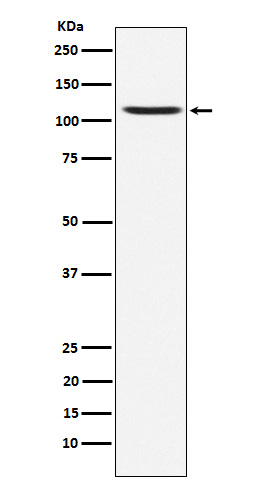 1 - Anti-GluA4 Rabbit Monoclonal Antibody ABO15552