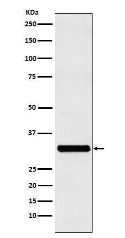 1 - Anti-RAB27A Rabbit Monoclonal Antibody ABO15553